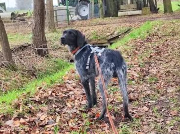 SPINO Nero -  auf PS in NRW