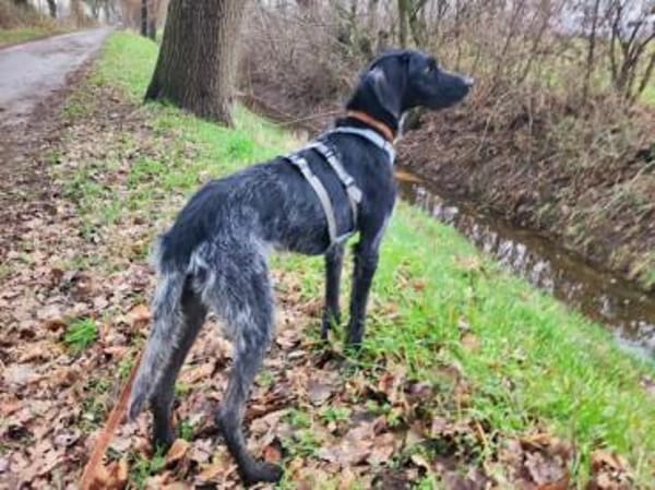 SPINO Nero -  auf PS in NRW