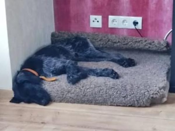 SPINO Nero -  auf PS in NRW