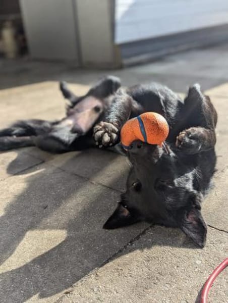 Ebene ein sportlicher Rüde