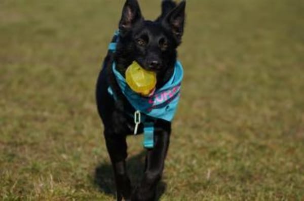 Ebene ein sportlicher Rüde