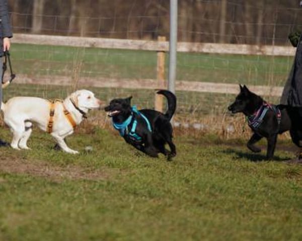 Ebene ein sportlicher Rüde