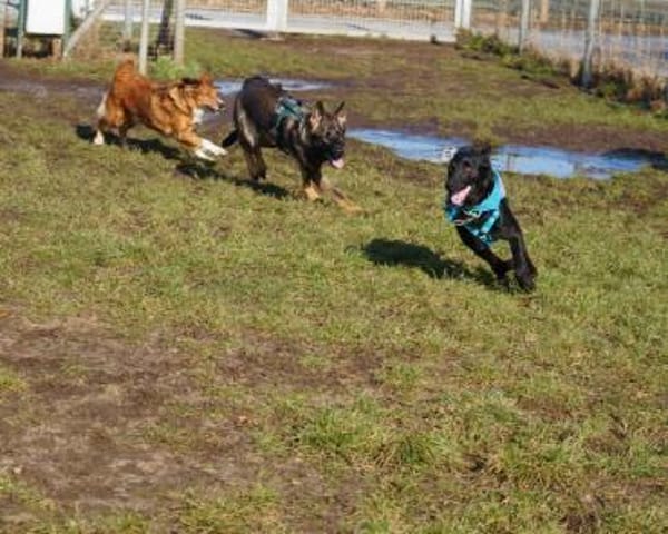 Ebene ein sportlicher Rüde