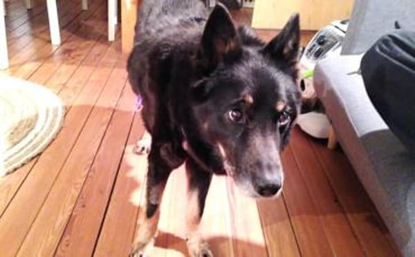 Jargo sucht hundeerfahrene Menschen