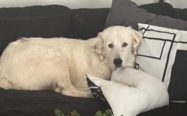 Hallo, ich bin Bahar & suche ein Zuhause