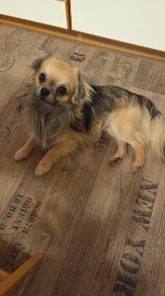 🐶 Maxi 💙 sucht sein Für-Immer-Zuhause