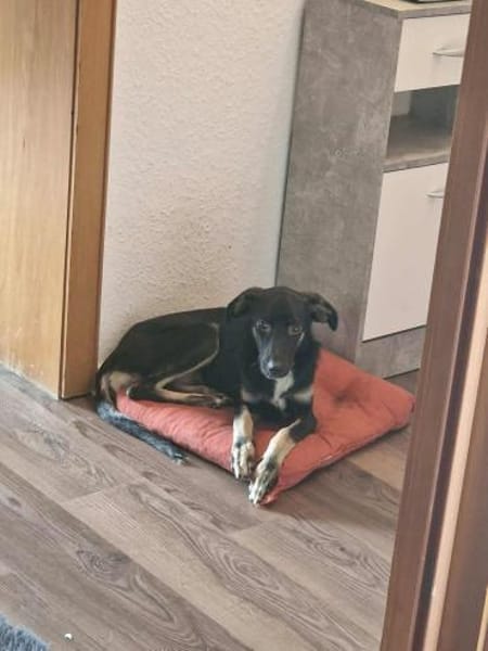 Nita - zarte freundliche Seele🍀