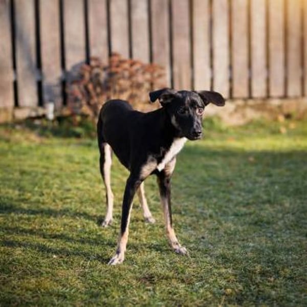 Nita - zarte freundliche Seele🍀