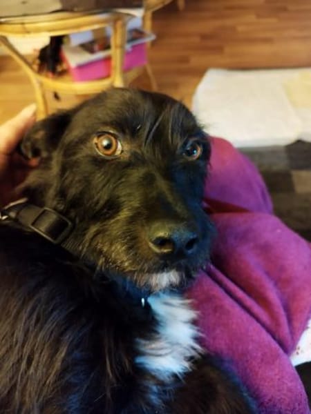 Lotte, eine kleine, bezaubernde Hündin