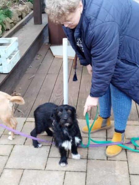 Lotte, eine kleine, bezaubernde Hündin