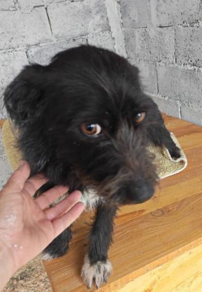 Lotte, eine kleine, bezaubernde Hündin