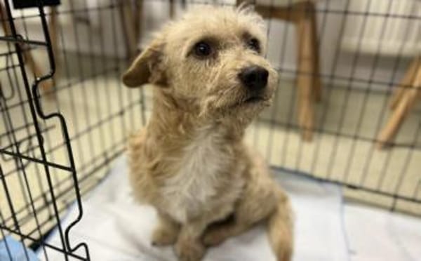 Bobby sucht ein liebevolles Zuhause