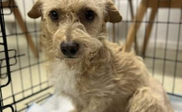 Bobby sucht ein liebevolles Zuhause