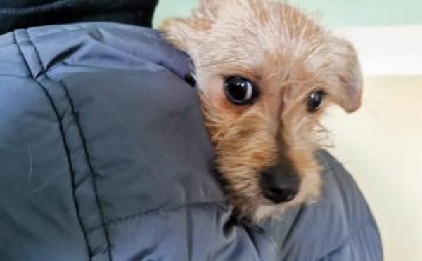 Die kleine Brie wartet auf dich