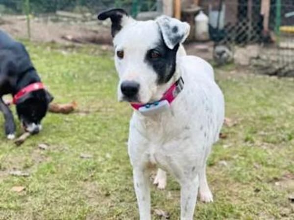 SERRALA - auf Pflegestelle in NRW