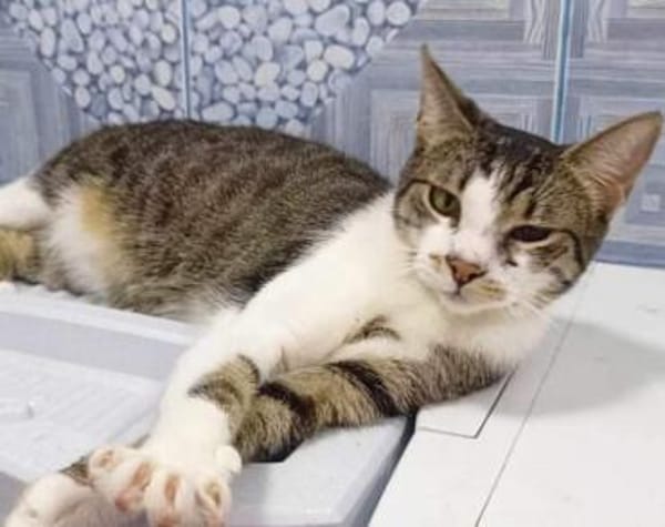 Gypsy wartet auf deine Anfrage