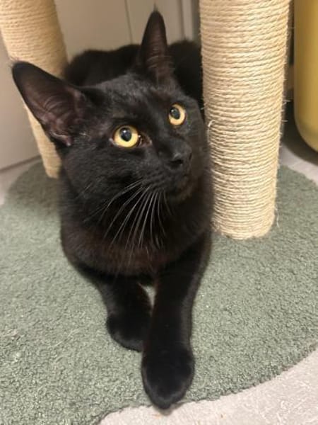 Maine Coon Mix Kater MIKE