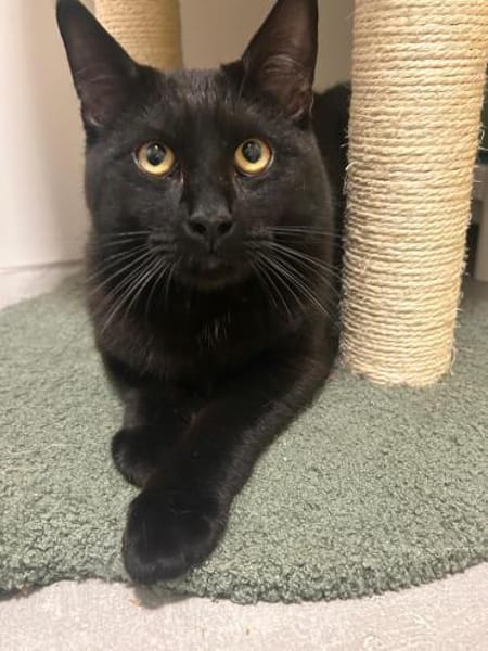 Maine Coon Mix Kater MIKE