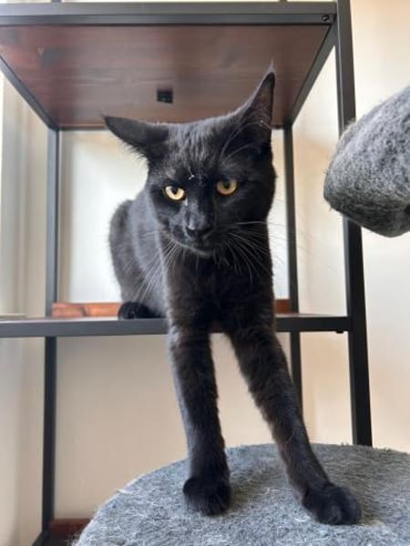 Maine Coon Mix Kater MIKE