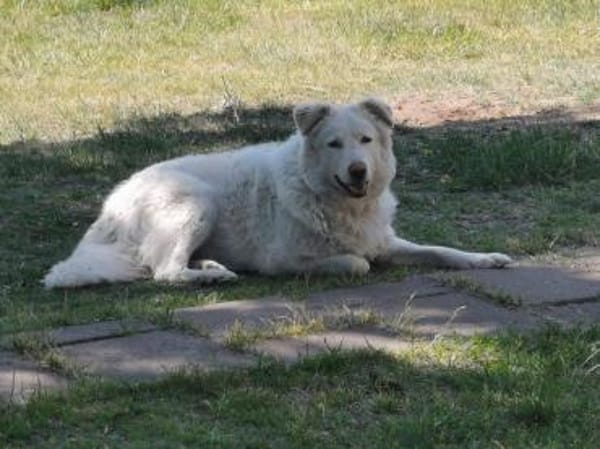 Toshi auf Pflege in Brandenburg