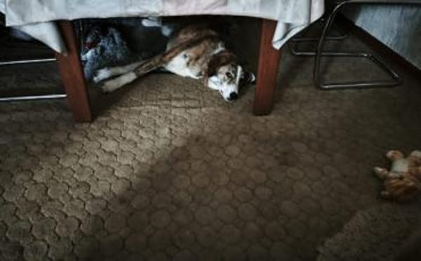 Hübsche Coccinelle sucht Familie