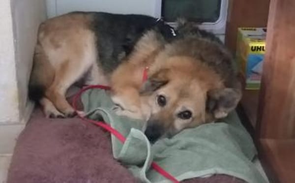 Für Leira- Nadel im Heuhaufen gesucht