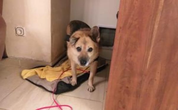 Für Leira- Nadel im Heuhaufen gesucht