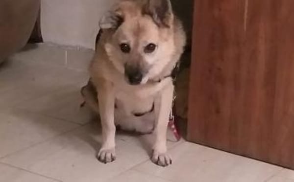 Für Leira- Nadel im Heuhaufen gesucht