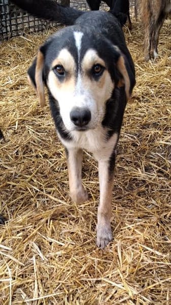 Matti sucht erfahrenes Zuhause