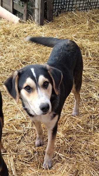 Matti sucht erfahrenes Zuhause