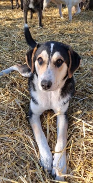 Matti sucht erfahrenes Zuhause