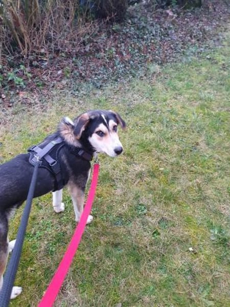 Matti sucht erfahrenes Zuhause