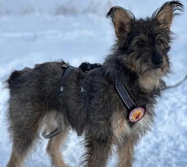 Happy End für Struppi gesucht