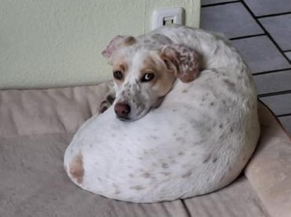 Schöne Wolke sucht ein Zuhause für immer