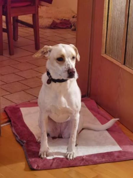 Schöne Wolke sucht ein Zuhause für immer