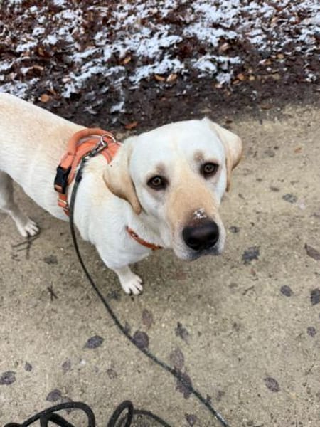 Efe - sensibler Labbi sucht ein Zuhause