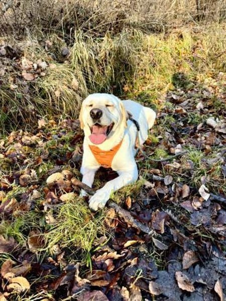 Efe - sensibler Labbi sucht ein Zuhause