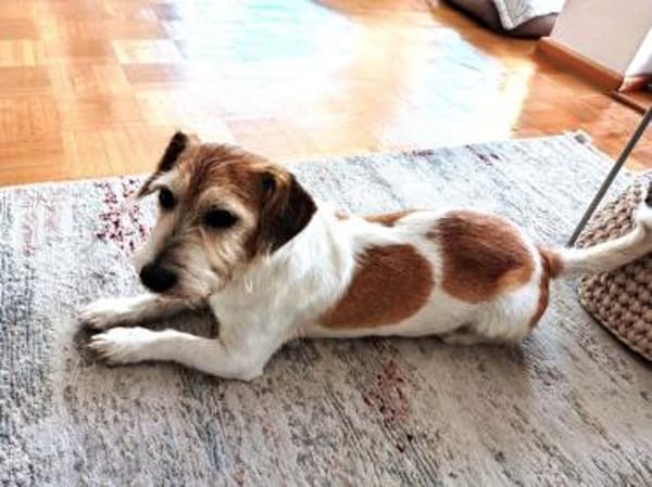 VICO - sucht Terrier erfahrenes Zuhause