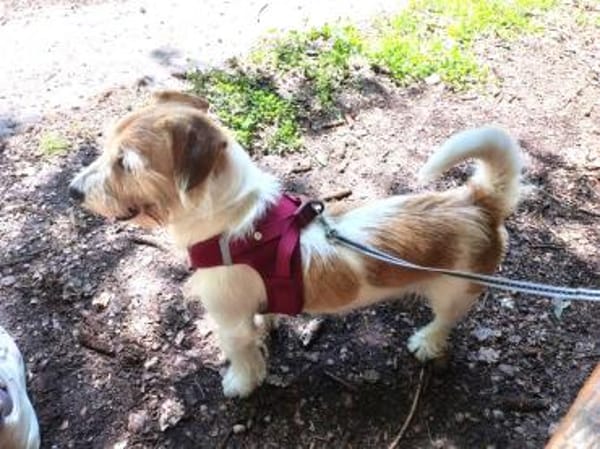 VICO - sucht Terrier erfahrenes Zuhause