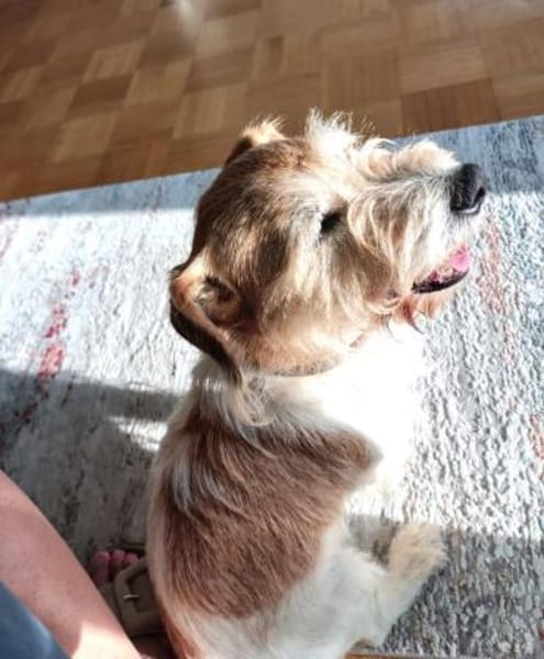 VICO - sucht Terrier erfahrenes Zuhause
