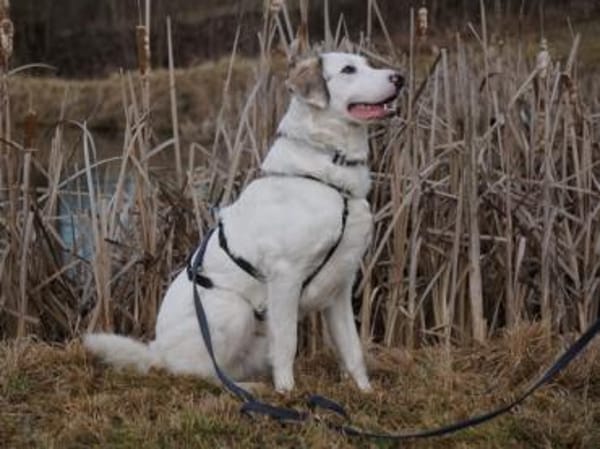 Möchten Sie Fiorenzo bei sich aufnehmen?