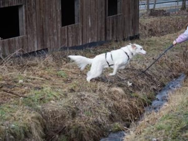 Möchten Sie Fiorenzo bei sich aufnehmen?