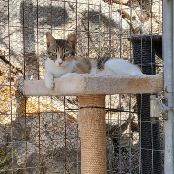 Beba - sanfte Schönheit sucht Zuhause