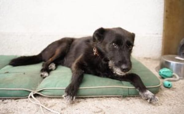 Schmusemaus Anduni sucht dich