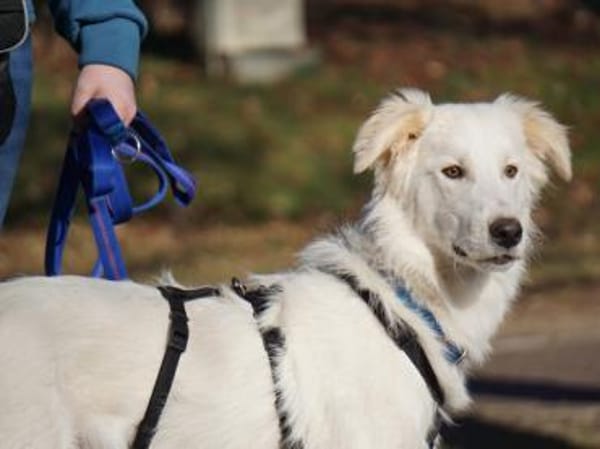 Faustro wünscht sich ein Zuhause
