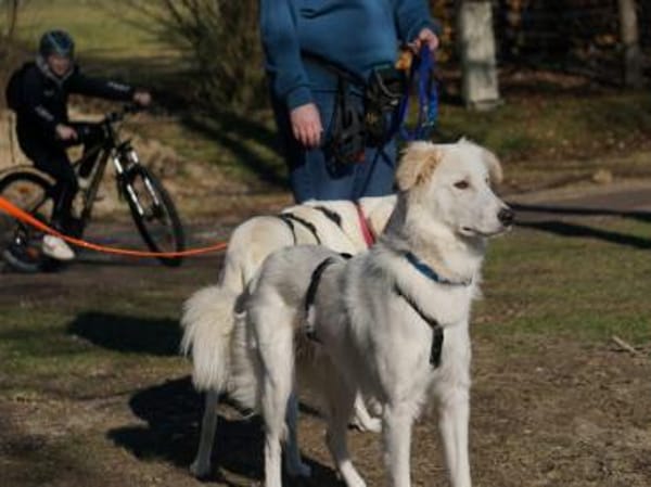 Faustro wünscht sich ein Zuhause