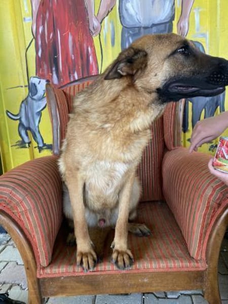 Lucky sucht ein Zuhause / Pflegestelle