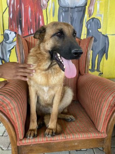 Lucky sucht ein Zuhause / Pflegestelle