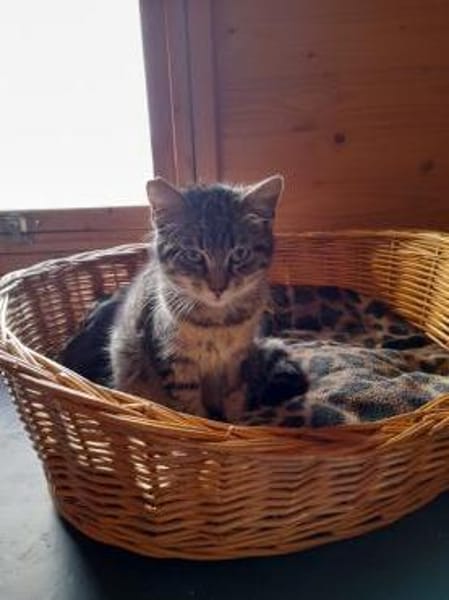 Anhänglicher Anubis sucht Zuhause