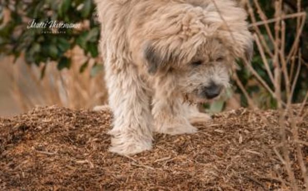 Der hübsche Dingdong sucht sein Zuhause